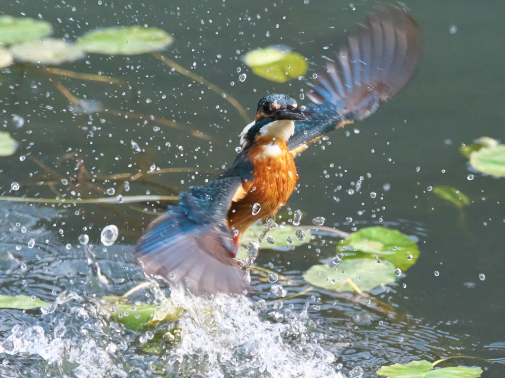 浮上 484-2（父親）