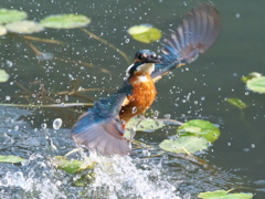 浮上 484-2（父親）