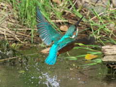 水浴び 7-3（父親）