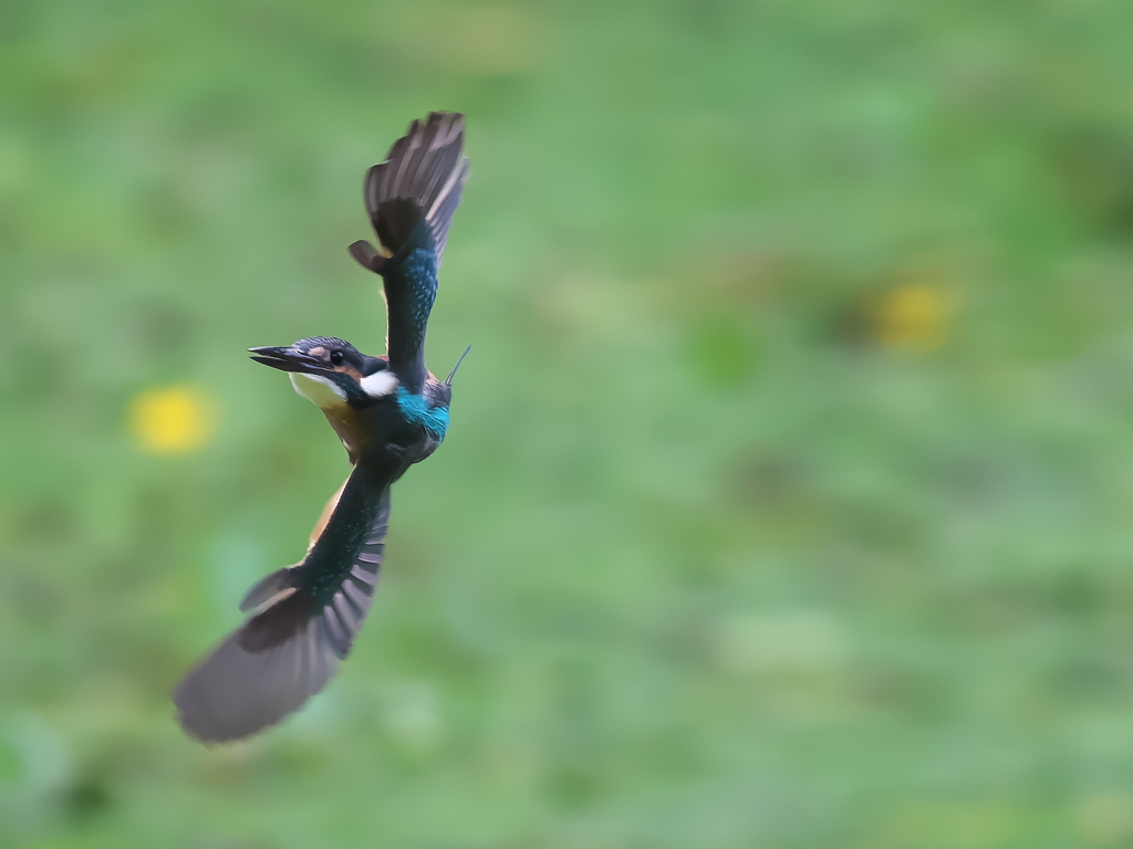 華麗なるターン 20-1