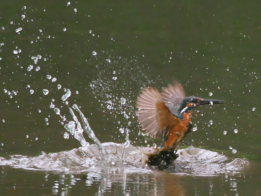 浮上 39-1（父親 お魚獲れたよ）