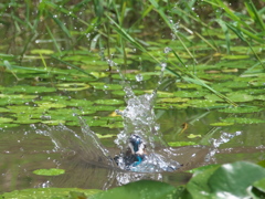 飛び込みシーケンス 15-4（父親）