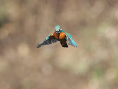 ホバ 44-2（父親）