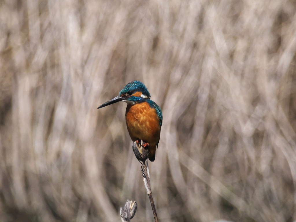 止り木 177（父親）