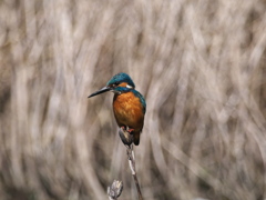 止り木 177（父親）