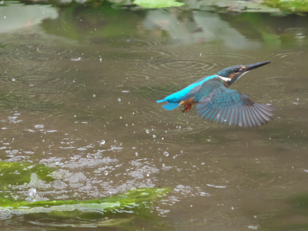 浮上 73-3（黒い若雄）