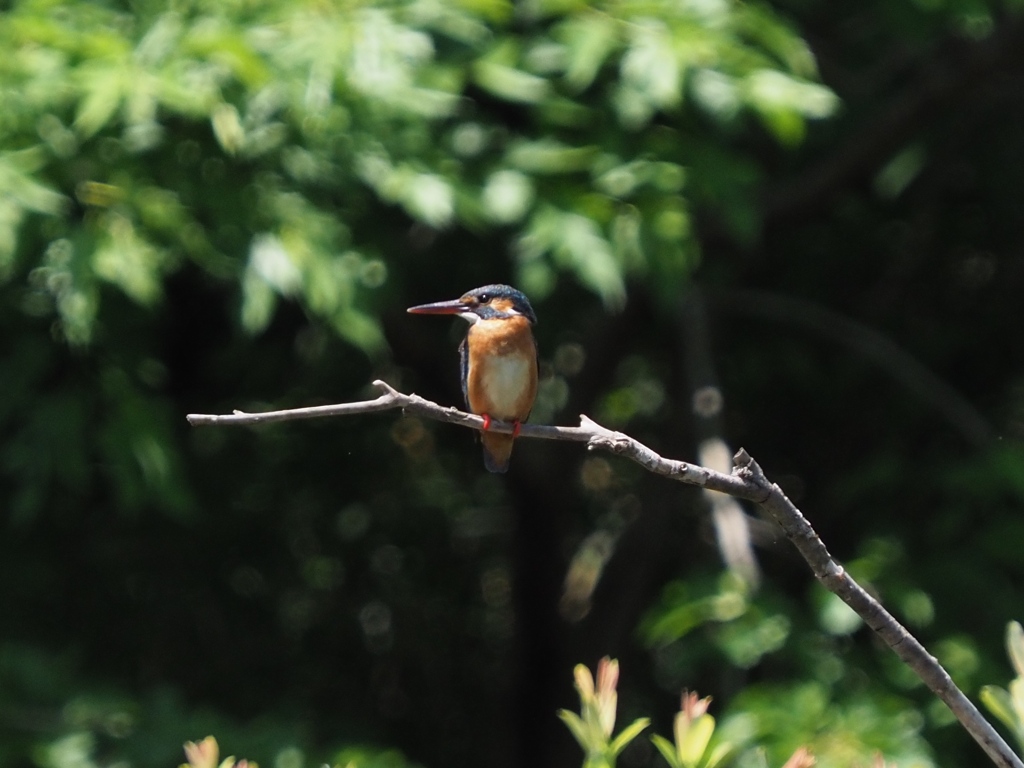 子育てを終えたお母さん？１ たたずむ