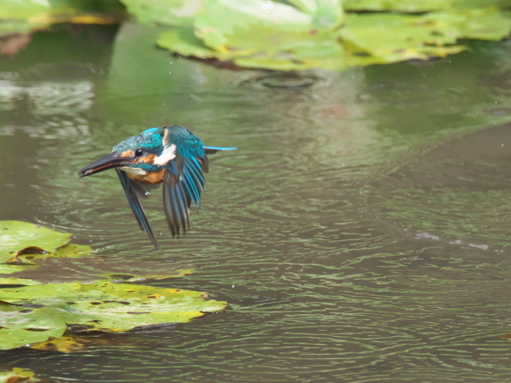 浮上 86-2（父親）