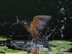 浮上 1271-2（リフレクション）