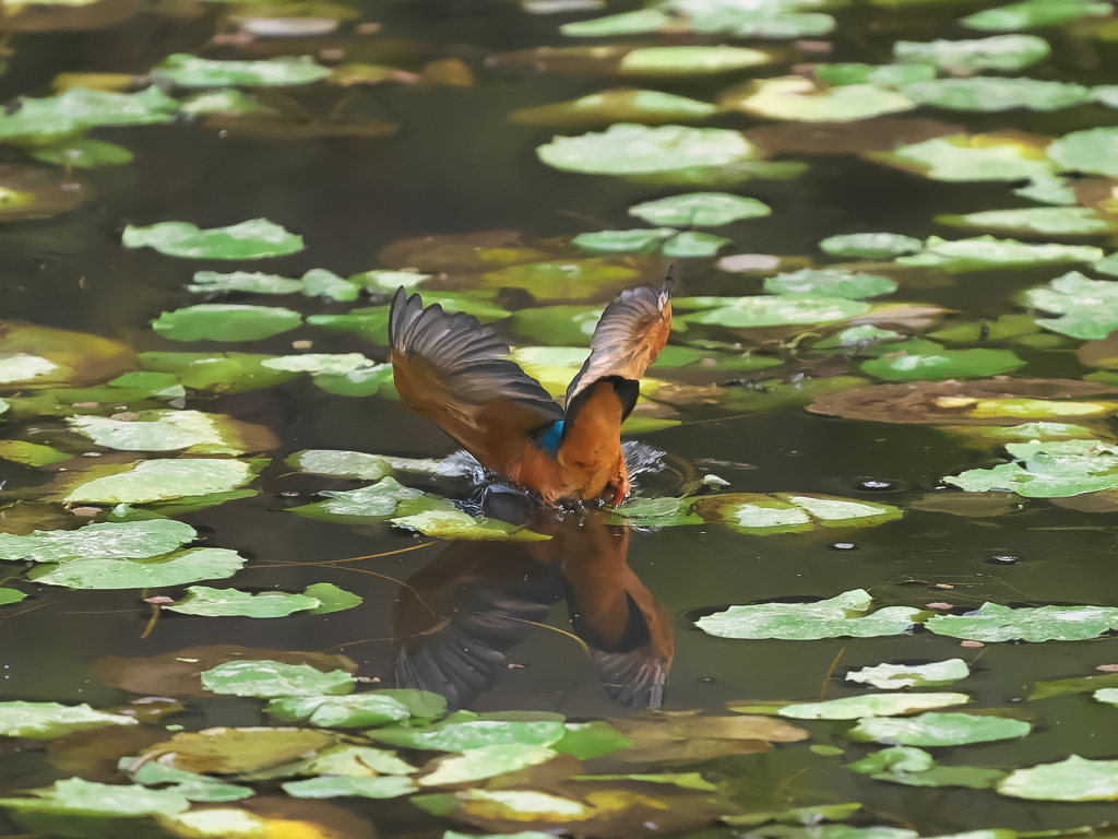 飛び込みシーケンス 37-1