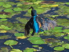 飛び込みシーケンス 14-4（若雄）
