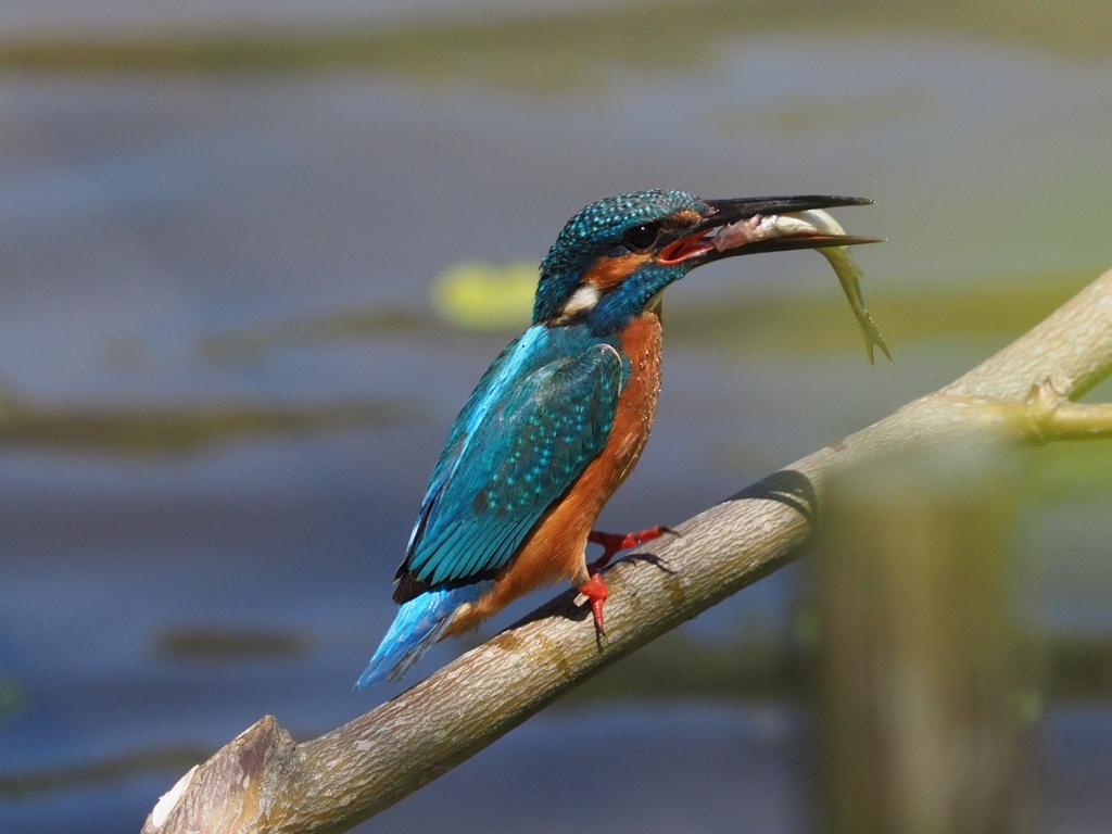昼ごはん（なかなか飲み込めない）