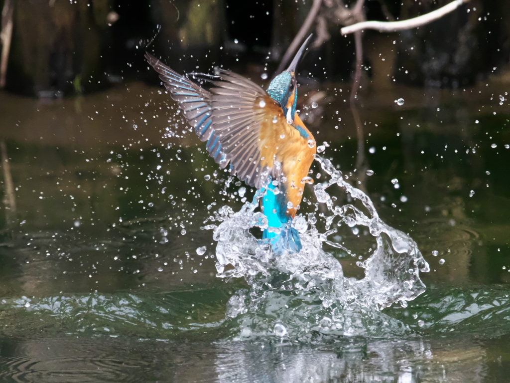 浮上 444（父親）