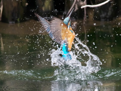 浮上 444（父親）