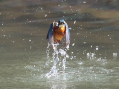 浮上 180（父親）