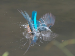 飛び込みシーケンス 19-1（父親）