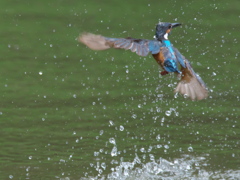  水浴び 3（父親）