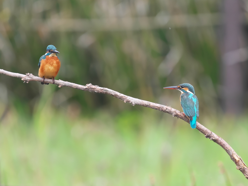 止り木 334（雄と雌）