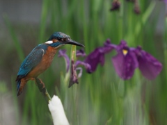 カワセミと花菖蒲 4
