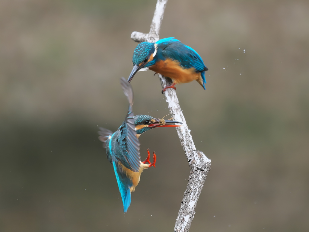 止り木 363-1（雄と雌）