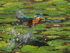 浮上 130-2（父親）