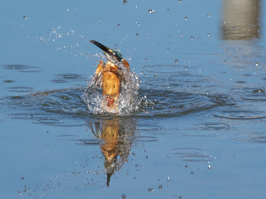 浮上 439（父親）