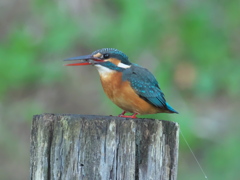 止り木 67（嫁候補）