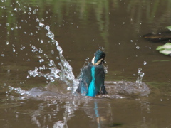 飛び込みシーケンス 3-4（雛）