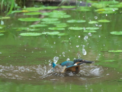 浮上 44-2（雛 エビ獲れたけど只今修業中）