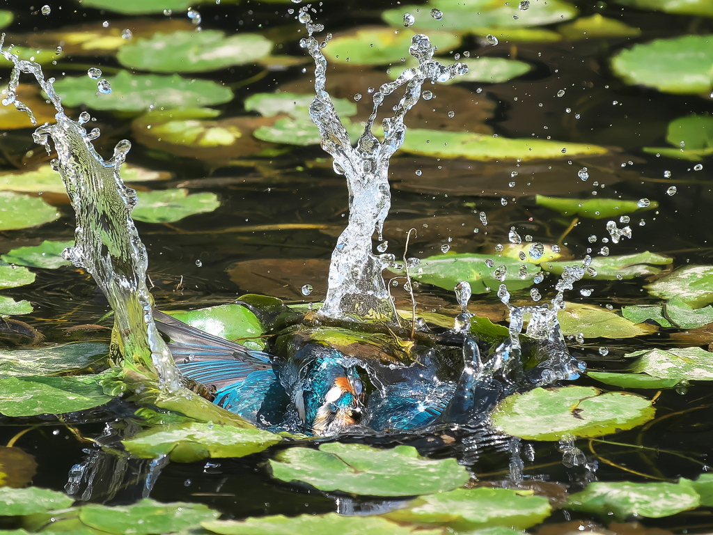 飛び込みシーケンス 36-2