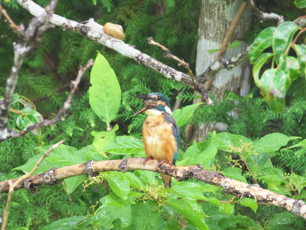 ザリガニ獲れたよ 16-3