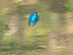 エビ獲れたよ 55