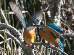 止り木 105-2（嫁候補と父親）