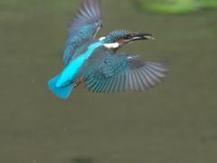 浮上 48-3（子 エビ獲れたよ）