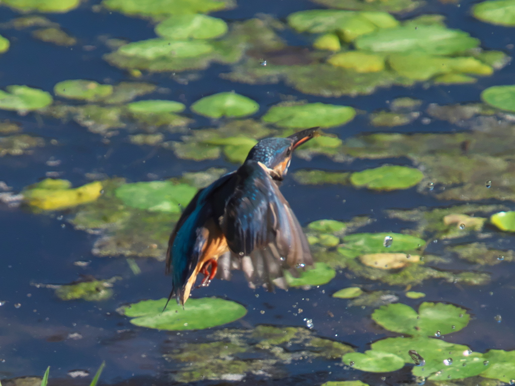 浮上 75（父親）