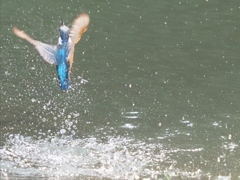 浮上 お魚獲れなかった