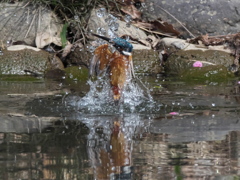 浮上 467-1（父親）