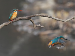 止り木 362-2（雄と雌）