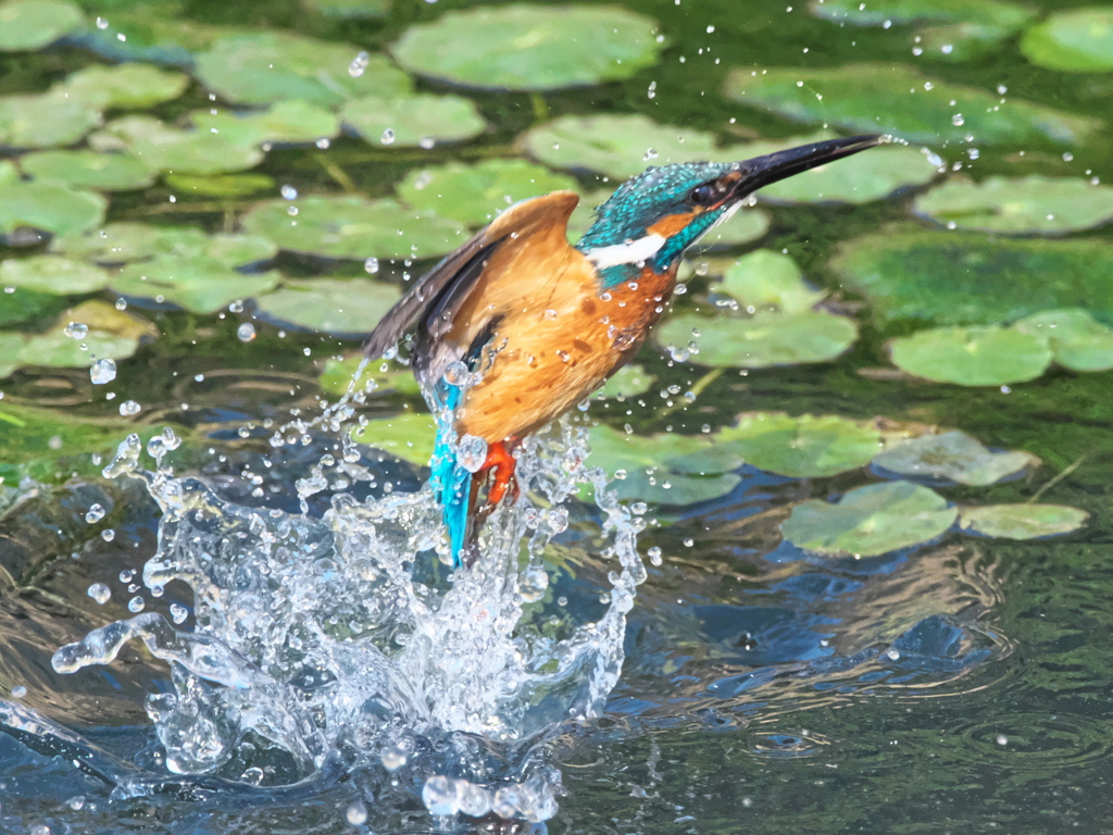 浮上 475（父親）