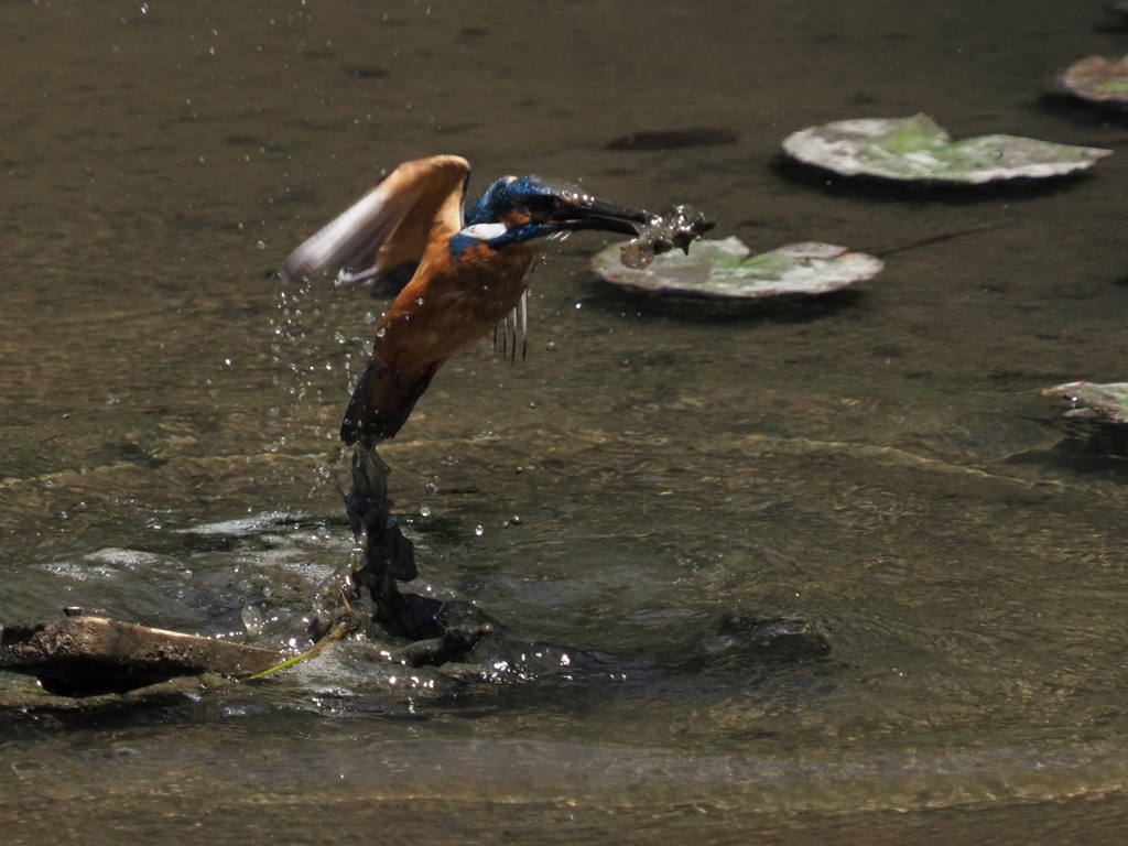 泥々シーケンス 1-5