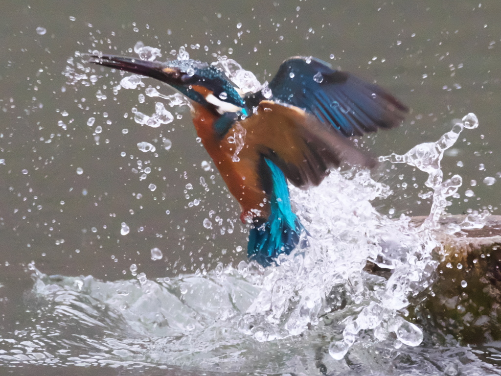 浮上 351-1（父親）