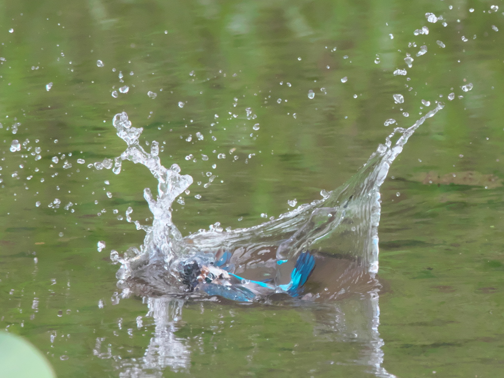浮上 61-1（父親 エビ獲れたよ）