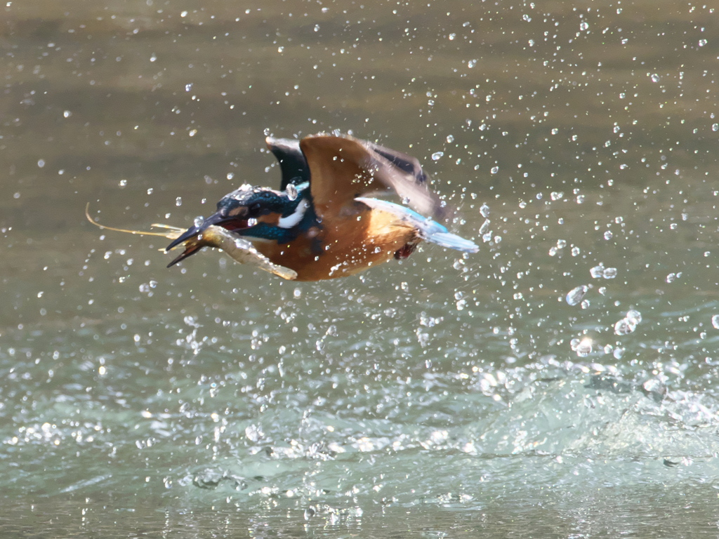 浮上 343（父親）