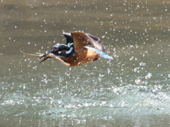 浮上 343（父親）