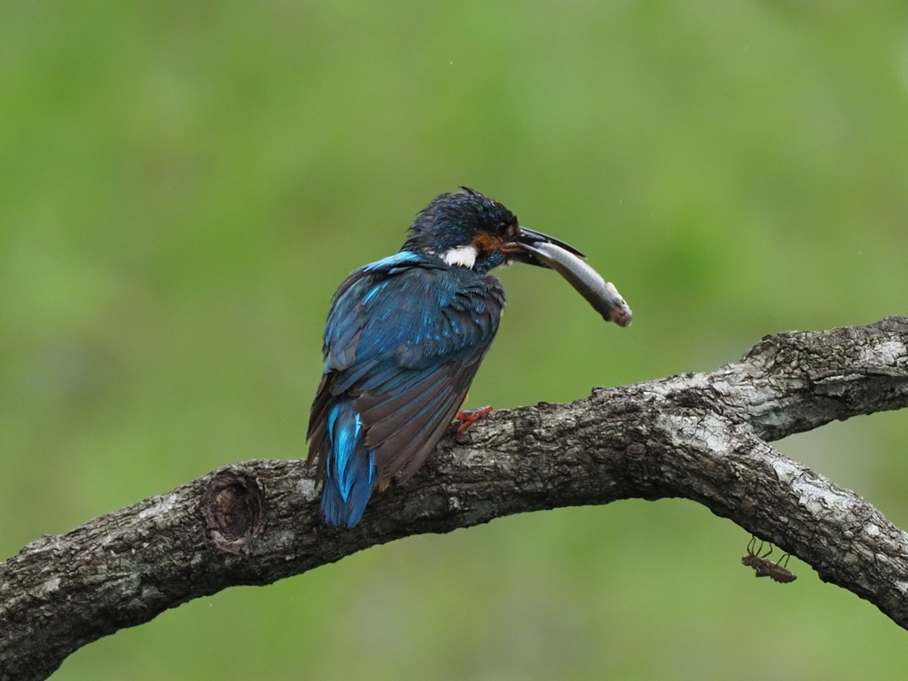 お父ちゃん 4-3（まだ巣にいる子供達の為にお魚持って帰らなくちゃ！