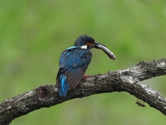 お父ちゃん 4-3（まだ巣にいる子供達の為にお魚持って帰らなくちゃ！