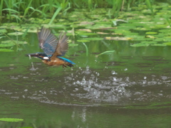 浮上 63-5（父親 お魚獲れたよ）