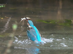浮上 152-5（父親）