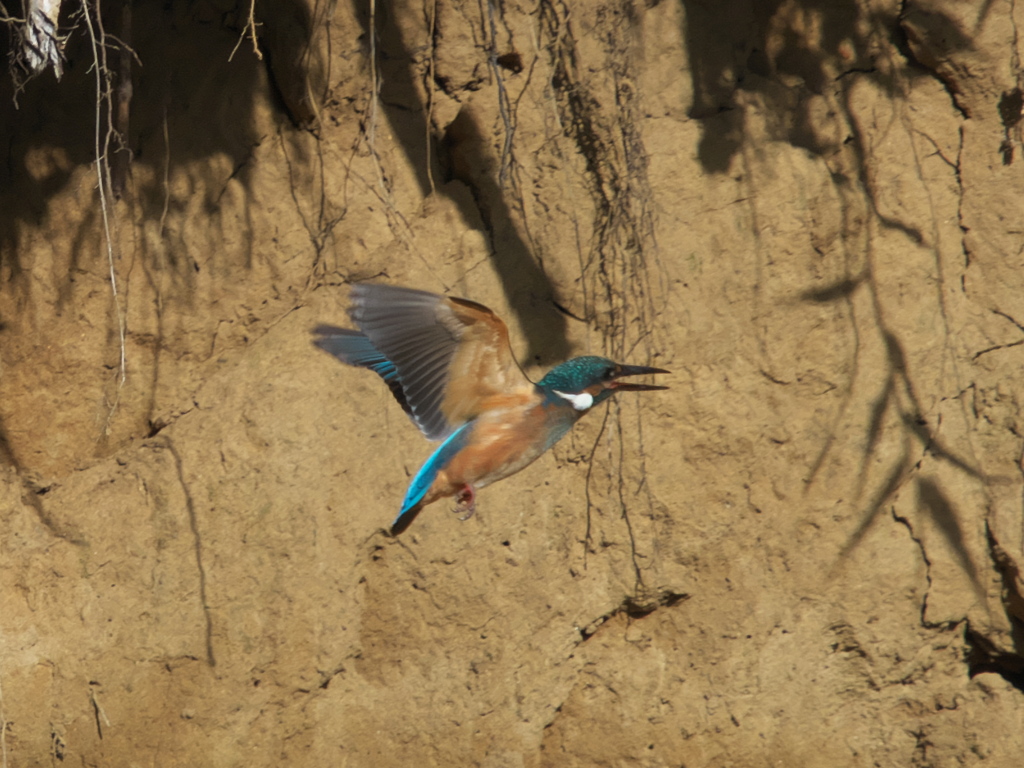 右往左往 1-1（黒い若雄）