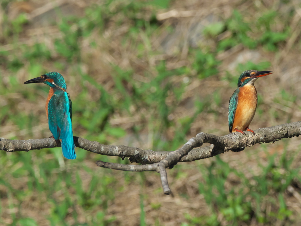 止り木 64（父親と嫁候補）